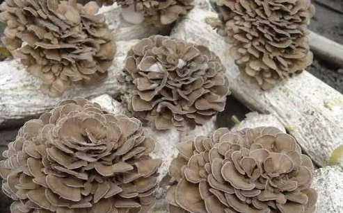 圖片關鍵詞 http://www.glass1234.com/ewebeditor/uploadfile/20170914091445139001.png