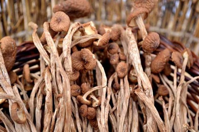 圖片關鍵詞 國家蘑菇地理:中國哪里的蘑菇最好吃?