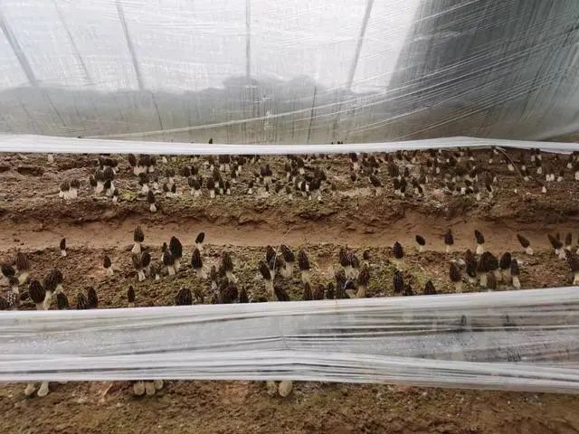 圖片關(guān)鍵詞 https://mmbiz.qpic.cn/mmbiz_jpg/qmUUOFzKOySicbjjG0D3GtIeiamkVc4vX0I3ibS3o2t5wibhyW7ib94ubwZJ6gv6QmayBygzGjnicOhvjgVUW04h80iaA/640?wx_fmt=jpeg